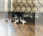 Small #5 Siberian Husky