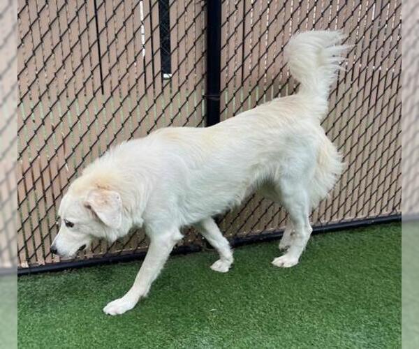 Medium Photo #1 Great Pyrenees Puppy For Sale in Norco, CA, USA