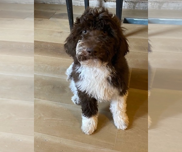 Medium Photo #10 Poodle (Standard) Puppy For Sale in DAYTON, ID, USA