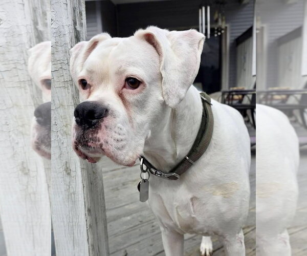 Medium Photo #3 Boxer Puppy For Sale in Dumont, NJ, USA