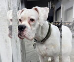 Small Photo #3 Boxer Puppy For Sale in Dumont, NJ, USA