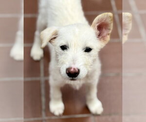 Labrador Retriever-Unknown Mix Dogs for adoption in Jefferson, NJ, USA