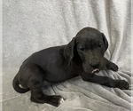 Small Photo #2 Great Dane Puppy For Sale in ALBUQUERQUE, NM, USA