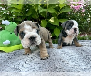 English Bulldog Litter for sale in STERLING HEIGHTS, MI, USA