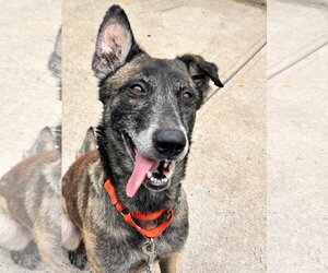 Millie - NJ - Female Mutt Dog for Adoption - Photo #19