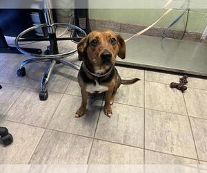 Beagle-Unknown Mix Dogs for adoption in Grand Prairie, TX, USA
