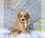 Small #3 Miniature Labradoodle