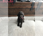 Puppy Coco Goldendoodle