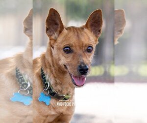 Miniature Pinscher-Unknown Mix Dogs for adoption in McKinney, TX, USA