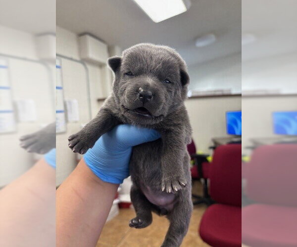 Medium Photo #2 Mutt Puppy For Sale in San Bernardino, CA, USA