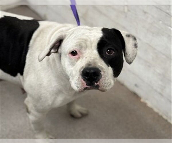 Medium Photo #1 Mutt Puppy For Sale in San Bernardino, CA, USA