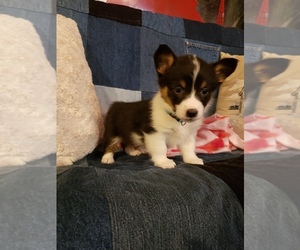 Puppyfinder Com Pembroke Welsh Corgi Puppies Puppies For Sale Near Me In Colorado Usa Page 1 Displays 10 Puppyfinder Com Pembroke Welsh Corgi Puppies Puppies For Sale Near Me In Colorado Usa Page 1 Displays 10