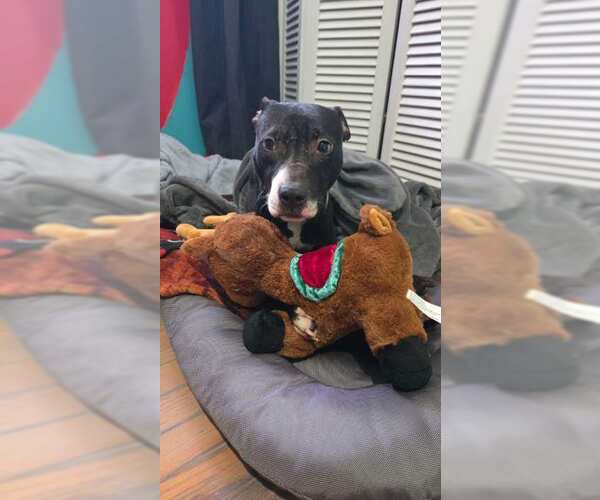 Medium Photo #12 Mutt Puppy For Sale in Crete, IL, USA