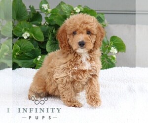 Goldendoodle (Miniature) Puppy for sale in NARVON, PA, USA