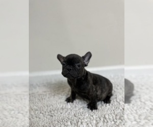 French Bulldog Puppy for sale in CHARLESTON, SC, USA