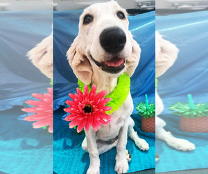 Goldendoodle Puppy for sale in PHOENIX, AZ, USA