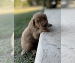 Small Photo #6 Golden Retriever Puppy For Sale in FORDLAND, MO, USA