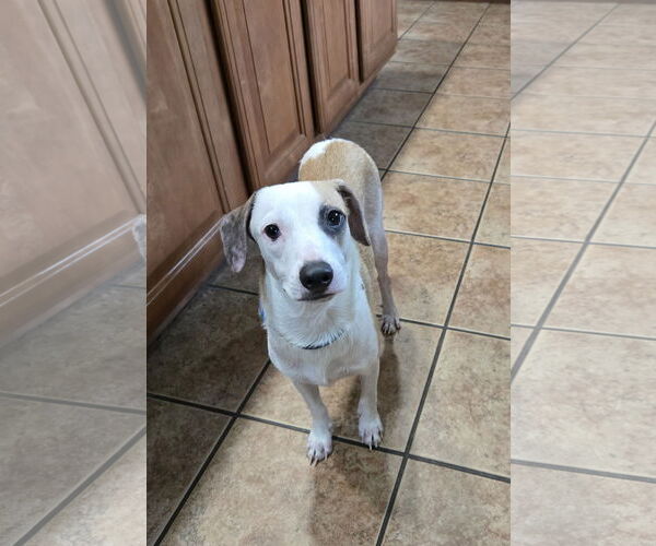 Medium Photo #2 Chihuahua-Unknown Mix Puppy For Sale in Virginia Beach, VA, USA