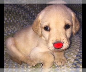 Golden Labrador-Poodle (Standard) Mix Puppy for sale in WEST GROVE, PA, USA