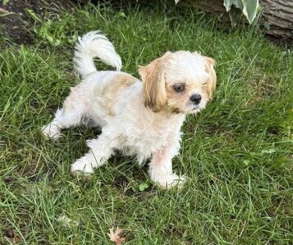 Medium Photo #2 Shih Tzu Puppy For Sale in THORP, WI, USA