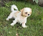 Small #1 Shih Tzu