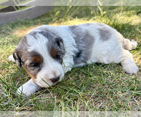 Medium Photo #3 Bernedoodle (Miniature) Puppy For Sale in ROY, UT, USA