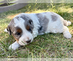 Small #2 Bernedoodle (Miniature)