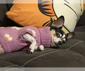 Jack Chi Dogs for adoption in Springdale, PA, USA