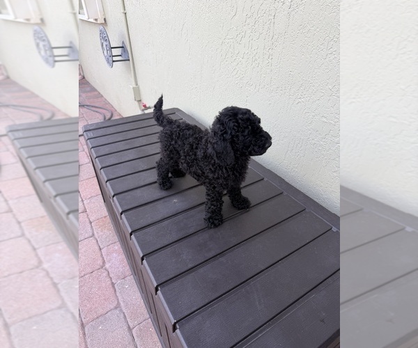 Medium Photo #3 Poodle (Miniature) Puppy For Sale in BOYNTON BEACH, FL, USA