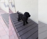 Small #2 Poodle (Miniature)
