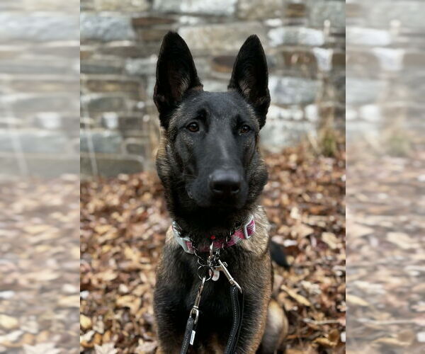 Medium Photo #12 Mutt Puppy For Sale in Imlay City, MI, USA