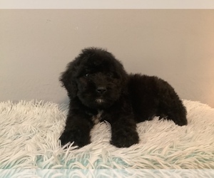 Saint Berdoodle Puppy for sale in HILLSBORO, WI, USA