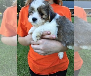 Zuchon Puppy for sale in NEOSHO, WI, USA