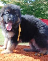 German Shepherd Dog Puppy for sale in HAYESVILLE, NC, USA