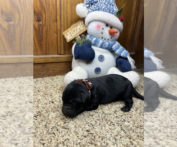 Medium Photo #14 Labrador Retriever Puppy For Sale in NEOLA, WV, USA
