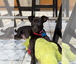 Small #1 Mutt