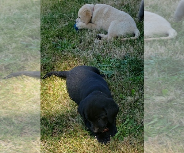 Medium Photo #11 Labrador Retriever Puppy For Sale in OLYMPIA, WA, USA