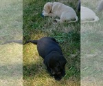 Small #10 Labrador Retriever