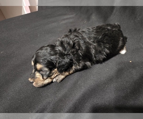 Medium Photo #9 Goldendoodle (Miniature) Puppy For Sale in DUBLIN, TX, USA