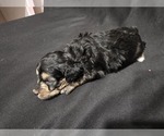 Small Photo #9 Goldendoodle (Miniature) Puppy For Sale in DUBLIN, TX, USA