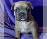 Puppy Adam French Bulldog