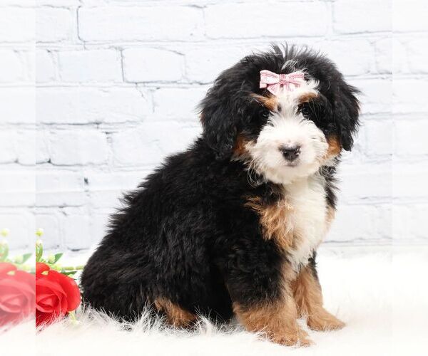 Medium Photo #2 Bernedoodle (Miniature) Puppy For Sale in LIVINGSTON, WI, USA