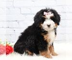 Small #1 Bernedoodle (Miniature)