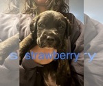 Small Photo #7 Cane Corso-Saint Bernard Mix Puppy For Sale in LIVERMORE, CA, USA