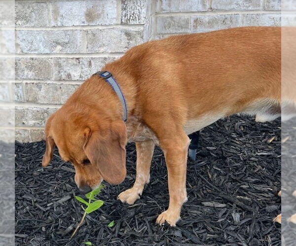 Medium Photo #7 Beagle-Unknown Mix Puppy For Sale in Dunnellon, FL, USA