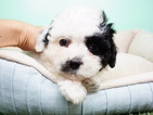 Small Photo #5 Shih-Poo Puppy For Sale in LA MIRADA, CA, USA
