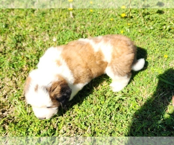 Medium Photo #3 Saint Bernard Puppy For Sale in TURLOCK, CA, USA