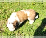 Small #2 Saint Bernard