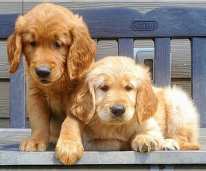Golden Retriever Puppy for sale in TAOPI, MN, USA