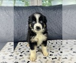 Small #3 Australian Shepherd